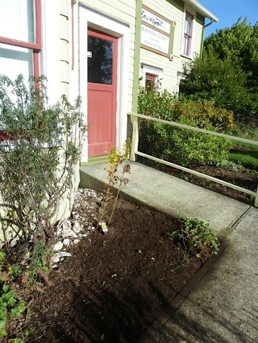 We got the entry corner all cleaned up and some narcissi and alliums planted here.