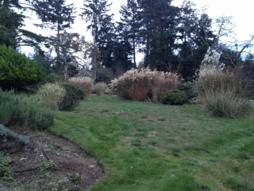 The grasses will stay up all winter.