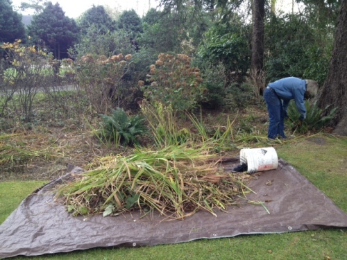 at work in the swale clipping daylily and iris foliage