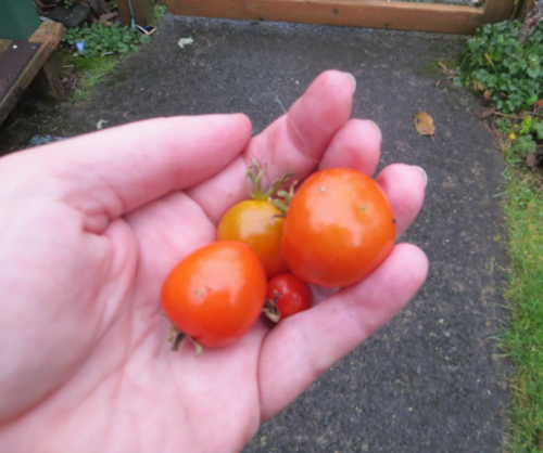 We have but one small tomato left of the last handful that I brought in before the cold night.