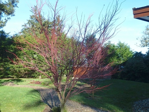 Coral bark maple near the front door