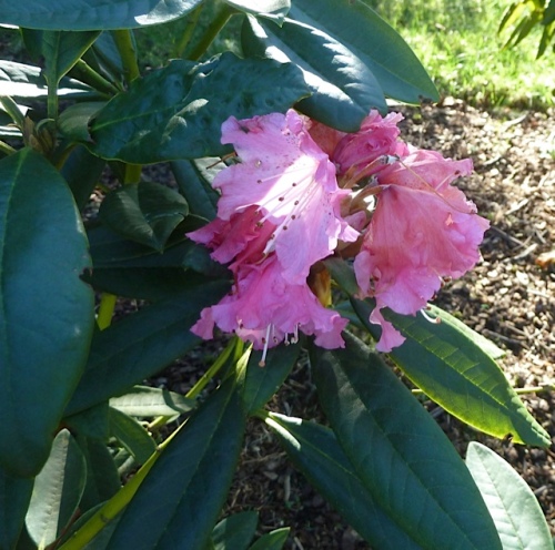 one ridiculously early rhodo flower