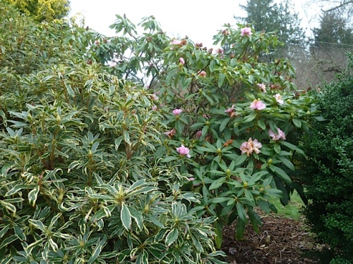 two rhododendrons