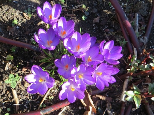 more crocus admiration, coming up in that hellebore