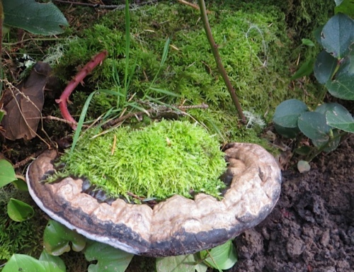 a natural cup of moss