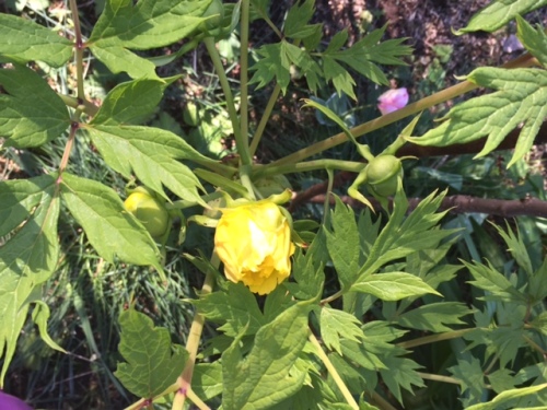Also exciting: tree peony bud