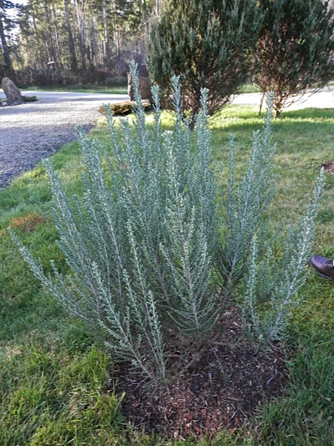Pam says this Leptospermum from Xera Plants will get large.