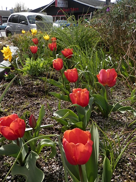 Tulips in the Lewis and Clark Square planter
