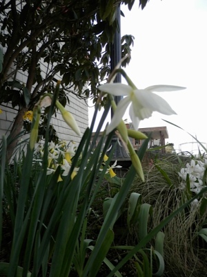 and white narcissi