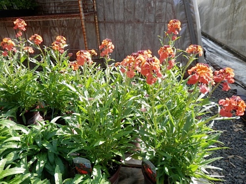 Erysimum, three kinds.  This is 'Apricot Twist'.  In front is 'Winter Orchid' which is stunning right now in my garden from one I planted last year.