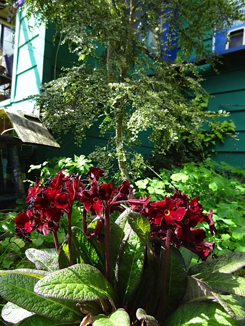 a deep red primula given to me by Jayne of Bailey's Café in Nahcotta.