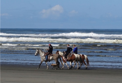 Horse riders are a common sight on our beach.