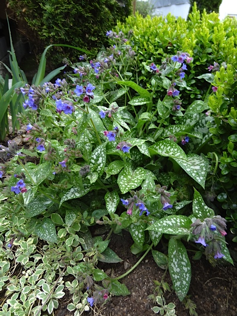 Pulmonaria (lungwort, spotted dog)