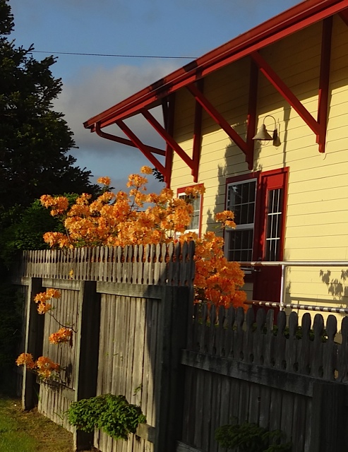 As we prepare to drive off, I notice a bright deciduous azalea behind the Coulter Park historic train depot.