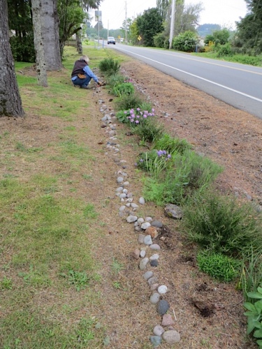 Meanwhile, Allan planted cosmos in the roadside strip...