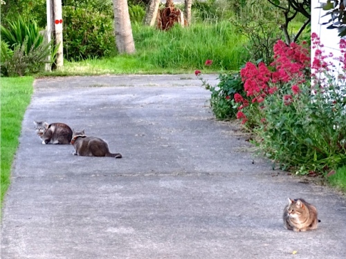 arriving home:  Allan's photo—"cats on patrol" in Nora's driveway