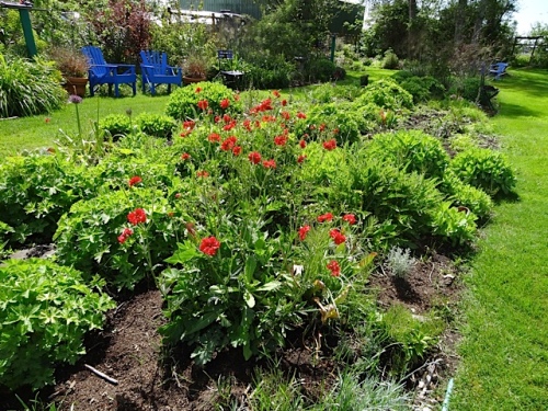 a bright red geum kind of throwing off the balance in the center bed