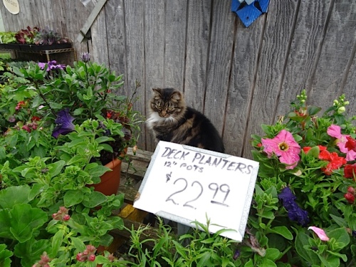 Kitty poses among the annuals