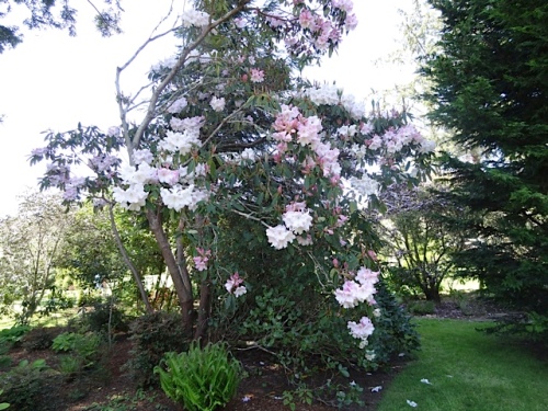 Rhododendron loderi 'Venus'