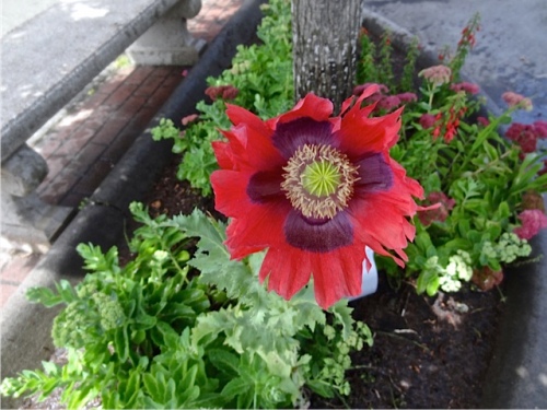 Someone else sowed some tall poppies under the street tree by Long Beach tavern.  (Allan's photo)