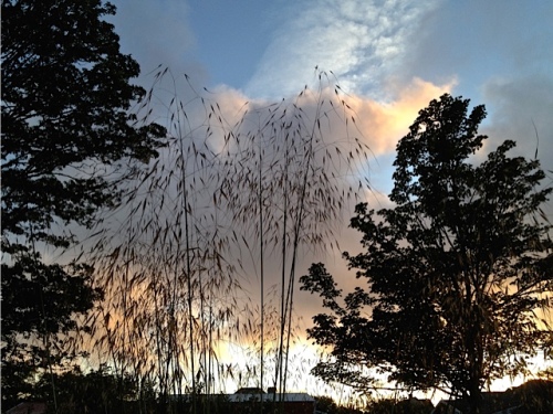 Allan's photo: Stipa gigantea against the sunset.