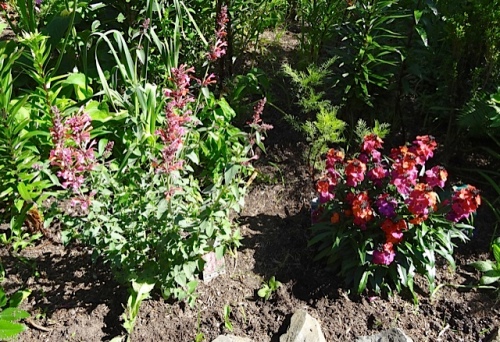 Agastache 'Acapulco Salmon and Pink' and Erysimum 'Winter Orchid' : color echoes.