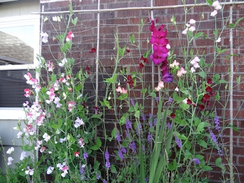 best sweet peas at any job this year
