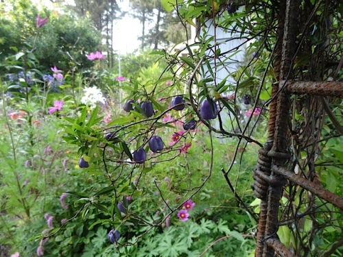 on the arbour: Billardia longiflora