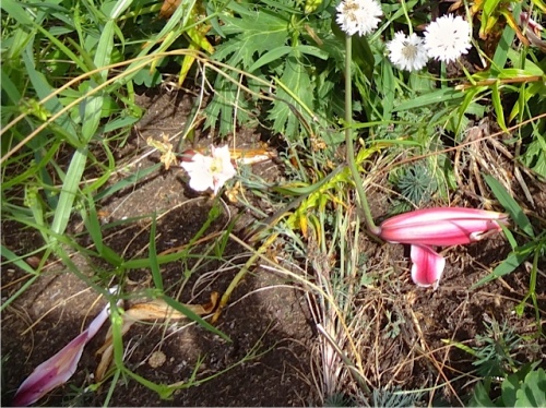 Allan's photo: lily buds dropped on the ground.  The stripping is too thorough to be a deer.