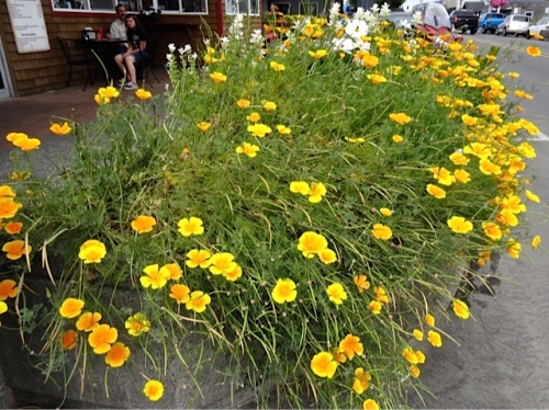 Allan's photo: Hungry Harbor planter (perhaps too many reseeded California poppies