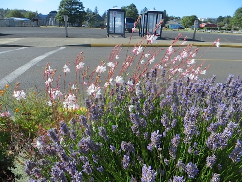 Lavender and Gaura 'Whirling Butterflies, port office curbside