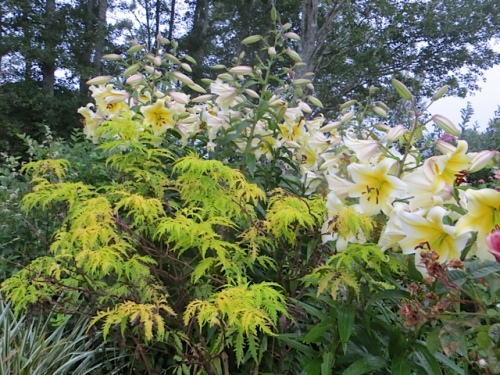 lilies and Sambucus 'Sutherland Gold'