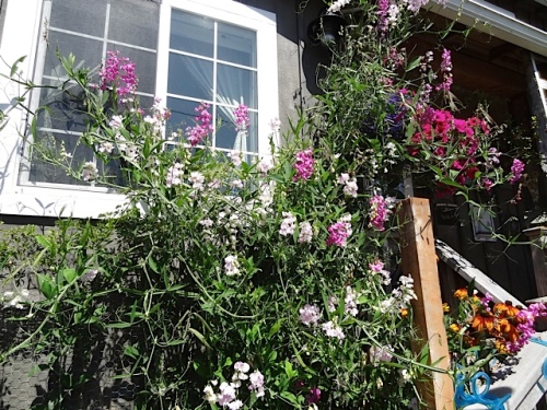 perennial sweet peas by the steps to the porch 