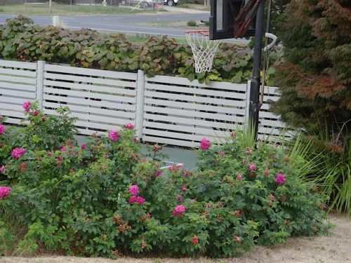 rugosa roses by the sport court