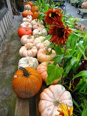 Allan's photo: They have pumpkins!