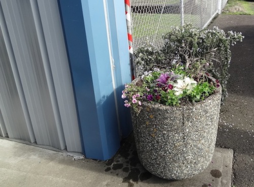 First thing: some kale and violas into the planter at Peninsula Sanitation office, by request
