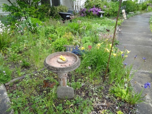 my mom's birdbath, in a tiny corner garden bed that was planted by volunteers once upon a time.
