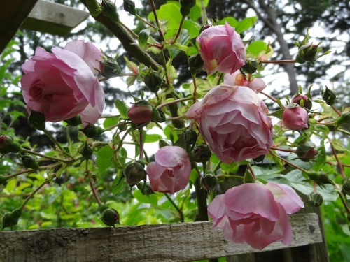 Rose 'Bow Bells' (pretty sure)