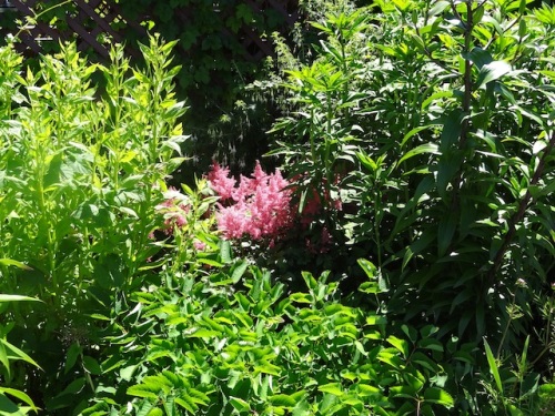 an astilbe coming on