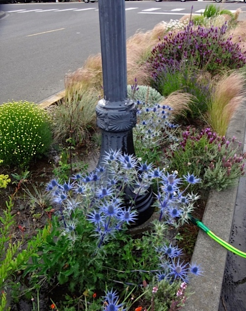 Allan's photo: a successfully pretty much drought tolerant bed still needs water to look tip top