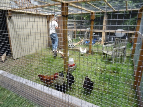 The new, so very solid coop should keep the problematic predators out. There have been some losses when the coop used chicken wire...not strong enough.