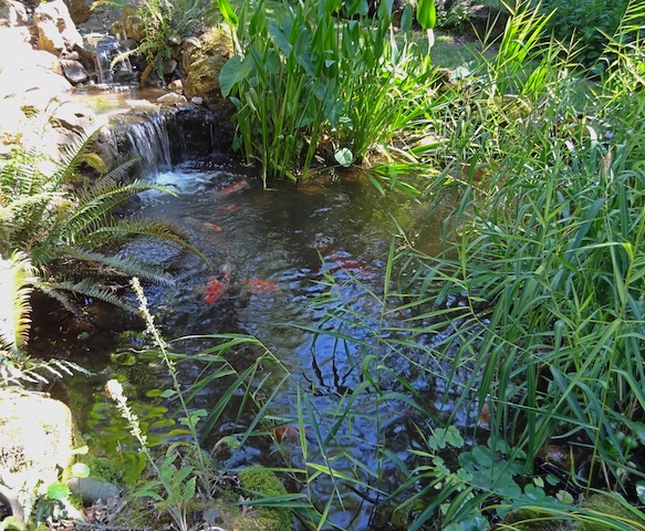 Again, I wonder how the koi in these various gardens are protected from herons and raccoons (and bears?)