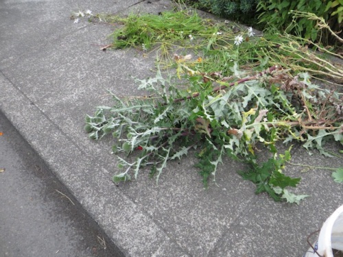 had to cut back an echinops that had placed itself next to the sidewalk...phooey. 