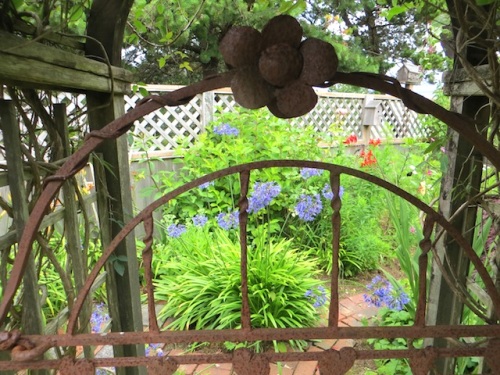 gate to northeast garden bed, with agapanthus