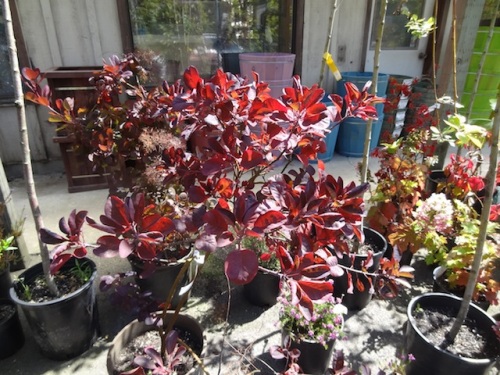 Cotinus for sale