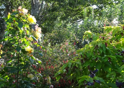 tall rose, fuchsia, leycesteria