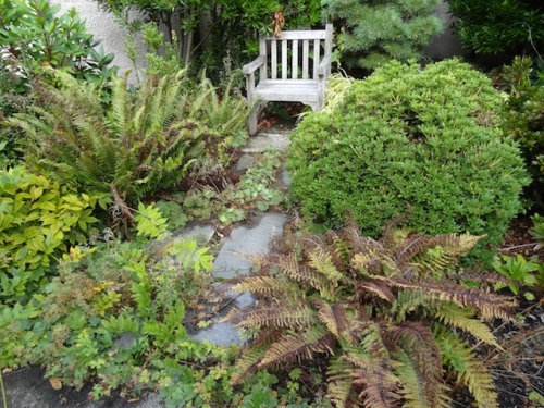 untrimmed ferns by a sit spot