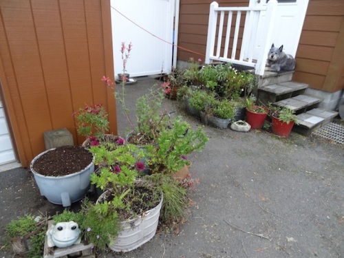 the potted garden