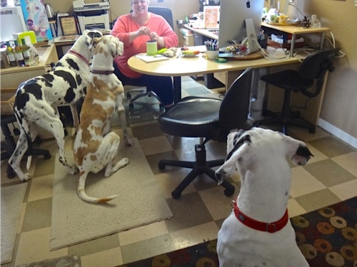 Keleigh at her desk, with the three Danes at attention for a treat.