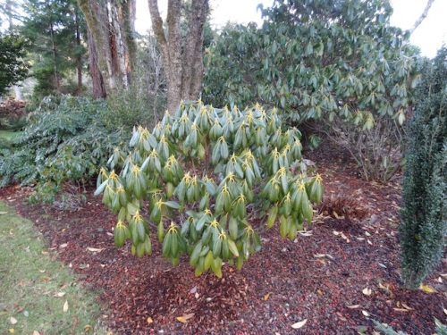 The most sensitive rhododendrons are saying Brrrr. And it is supposed to get colder.